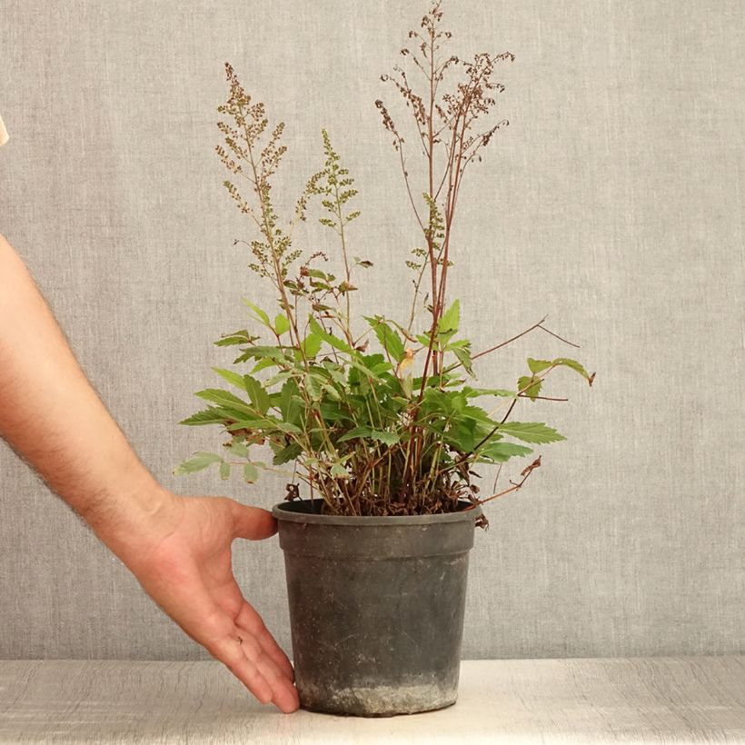 Ejemplar de Espirea de pluma Rock and Roll - Astilbe Maceta 2L/3L entregado en verano
