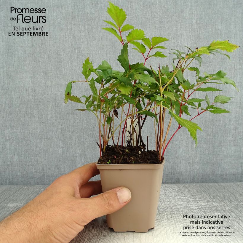 Ejemplar de Espirea de pluma Spinell - Astilbe Maceta de 8/9 cm entregado en verano