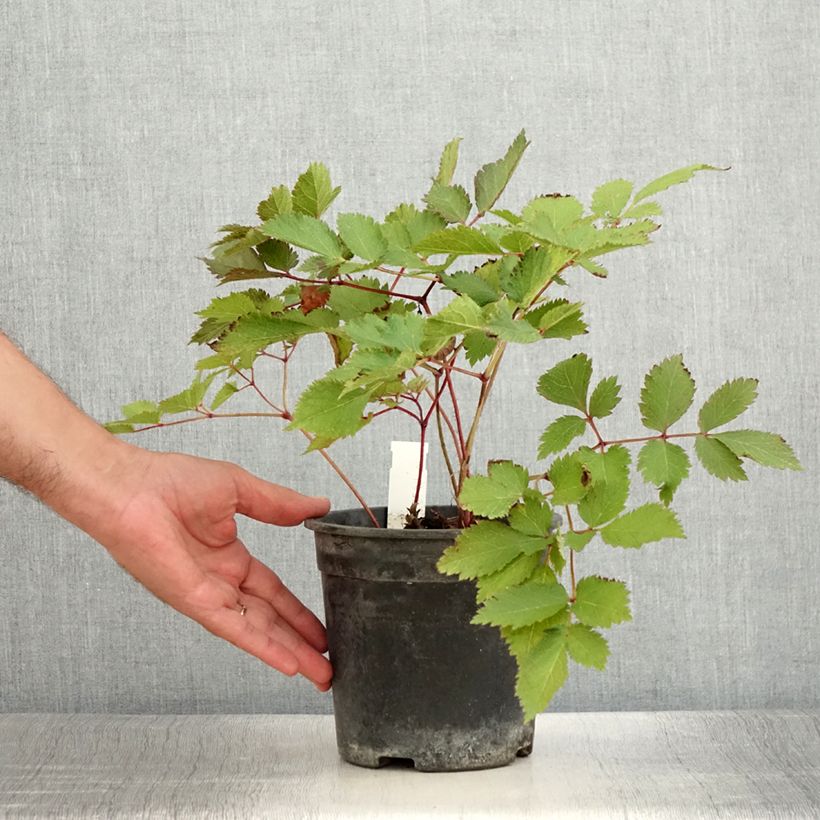 Ejemplar de Espirea de pluma Mighty Chocolate Cherry- Astilbe Maceta 2L/3L entregado en verano
