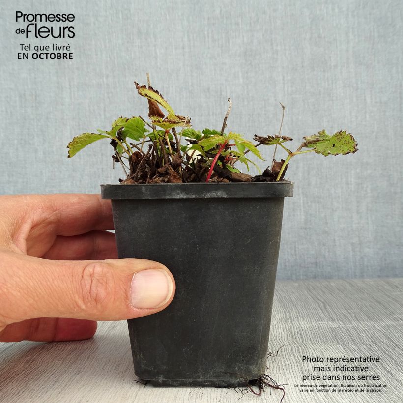 Ejemplar de Espirea de pluma Pumila- Astilbe Maceta de 8/9 cm entregado en otoño