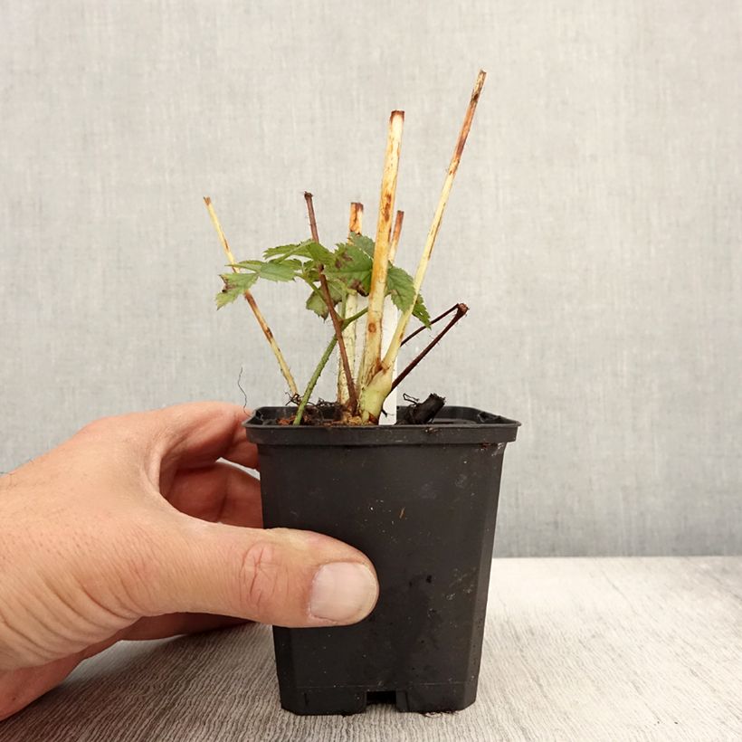 Ejemplar de Espirea de pluma Purpurlanze Maceta de 8/9 cm entregado en otoño