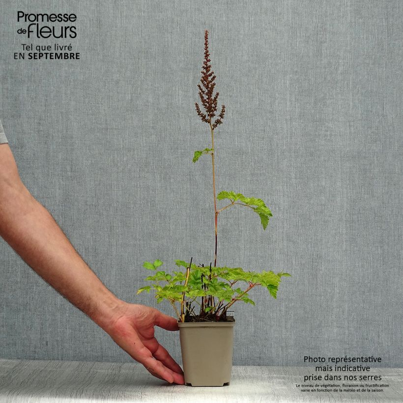 Ejemplar de Espirea de pluma Superba- Astilbe Maceta de 8/9 cm entregado en verano
