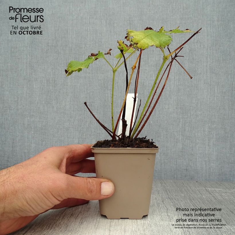 Ejemplar de Espirea de pluma Visions- Astilbe Maceta de 8/9 cm entregado en otoño
