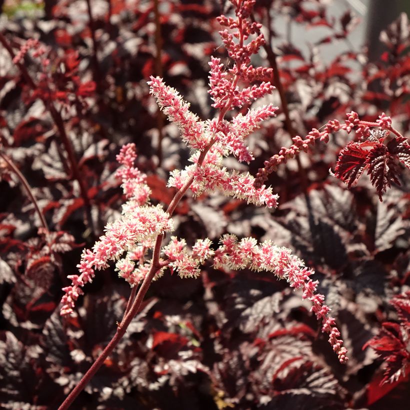 Astilbe Chocolate Shogun (Floración)
