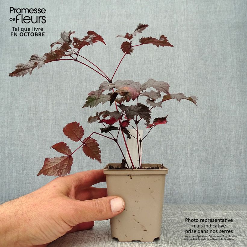 Ejemplar de Astilbe Chocolate Shogun Maceta de 8/9 cm entregado en otoño