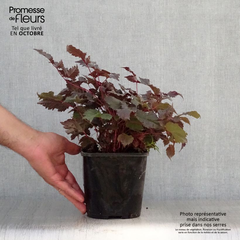 Ejemplar de Astilbe Chocolate Shogun Maceta 1,5L/2L entregado en otoño