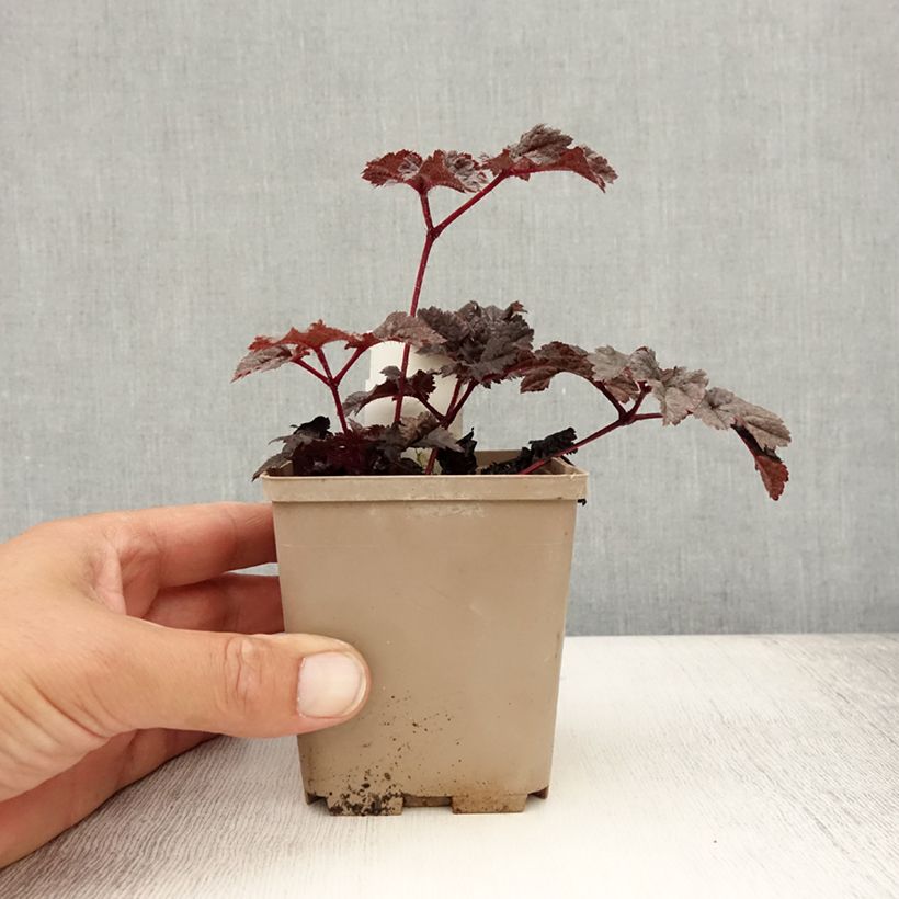 Ejemplar de Astilbe chinensis Darkside Of The Moon Maceta de 8/9 cm entregado en verano