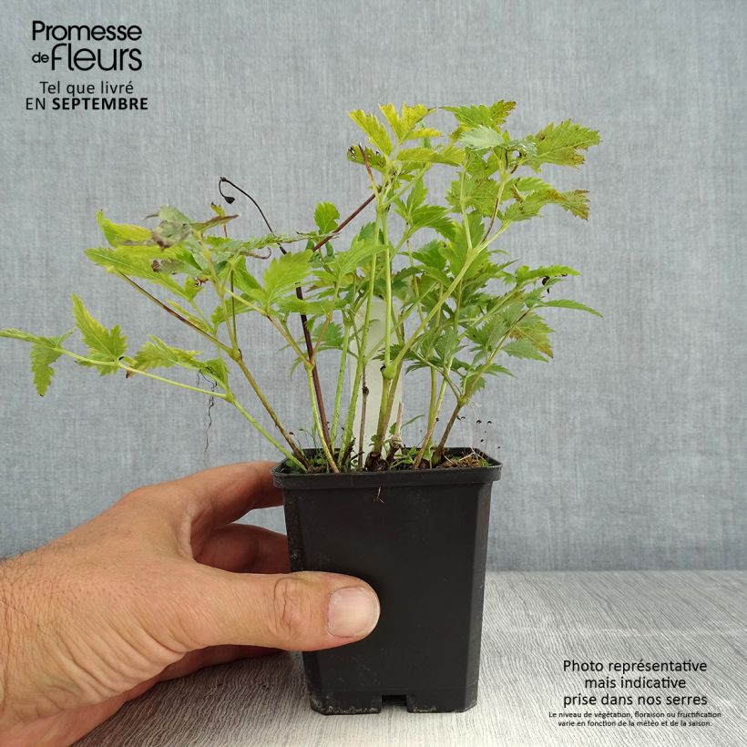 Ejemplar de Espirea de pluma Vesuvius Maceta de 8/9 cm entregado en verano