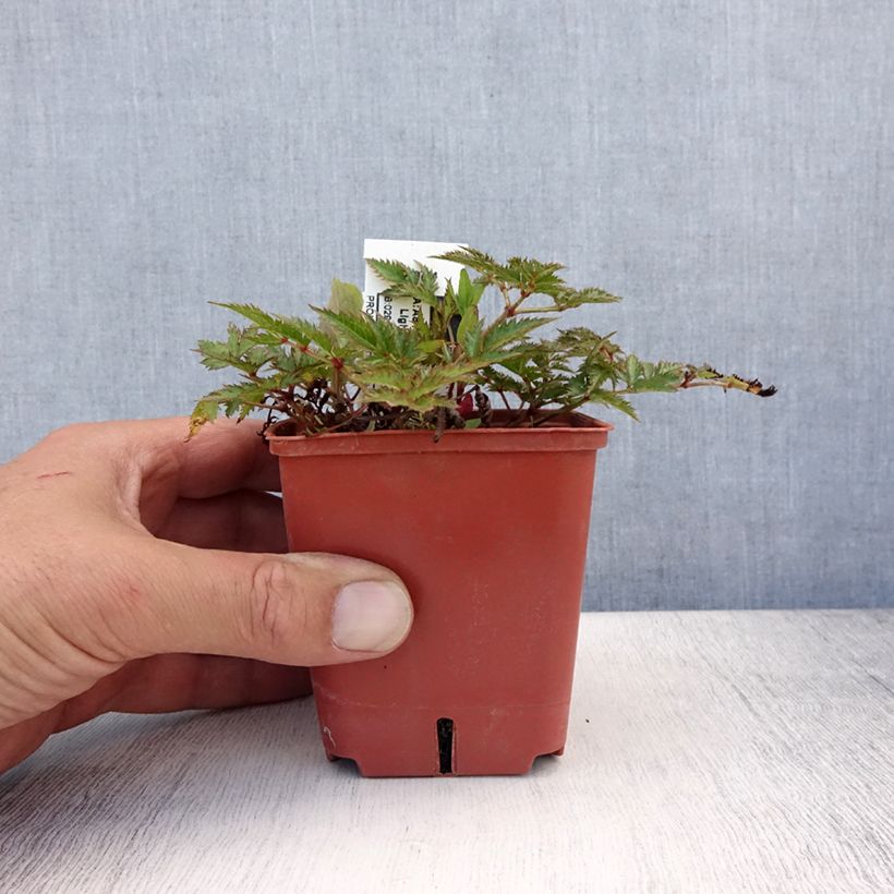 Ejemplar de Astilbe simplicifolia Pink Lightning Godet de 9cm entregado en verano