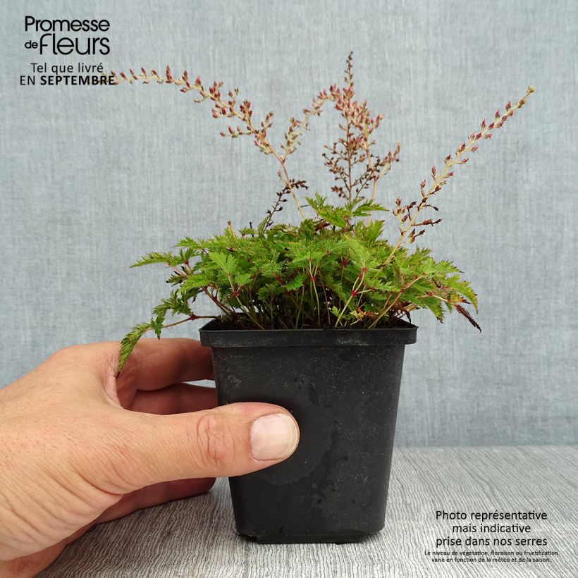 Ejemplar de Astilbe simplicifolia Sprite Godet de 9cm entregado en verano
