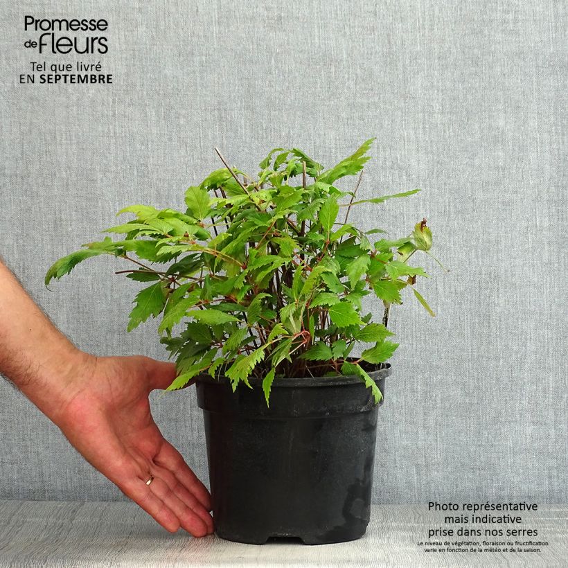 Ejemplar de Espirea de pluma Vision in Red- Astilbe Maceta 2L/3L entregado en verano