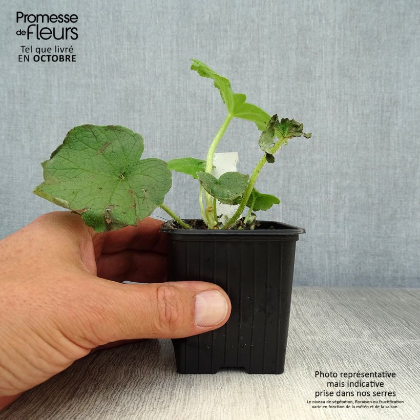 Ejemplar de Astilboides tabularis Maceta de 8/9 cm entregado en otoño