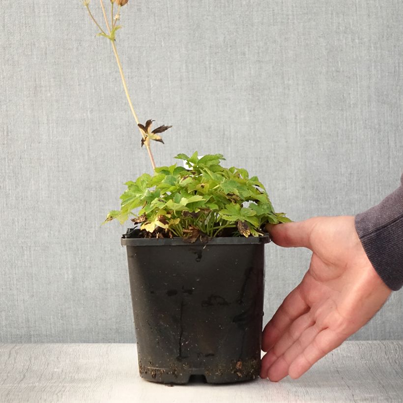 Ejemplar de Sanícula hembra Buckland - Astrantia major Maceta 2L/3L entregado en verano