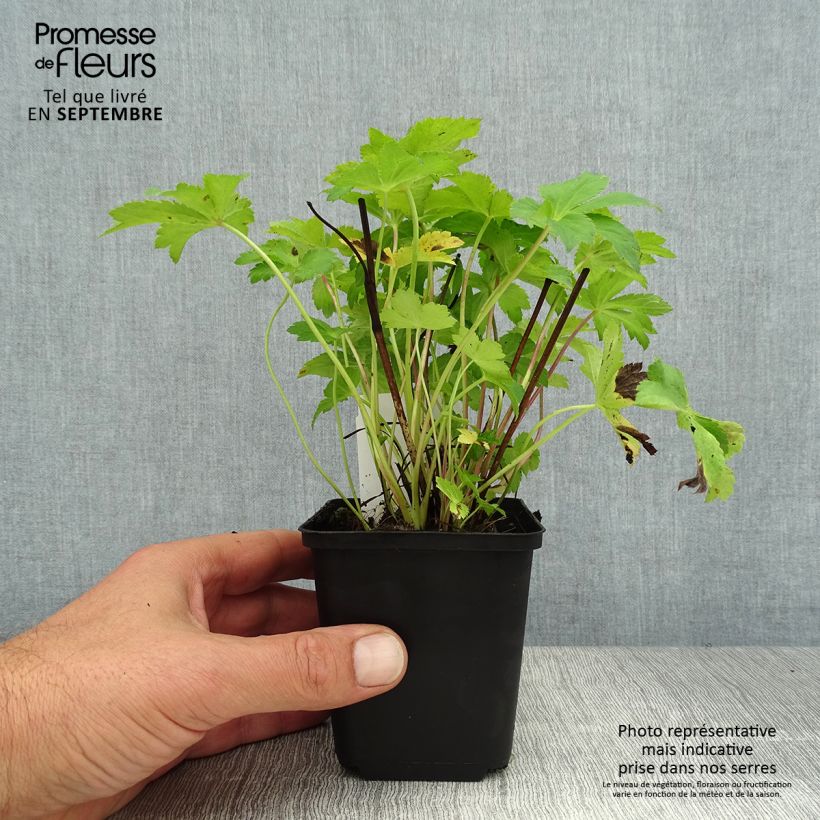 Ejemplar de Sanícula hembra Florence - Astrantia major Maceta de 8/9 cm entregado en verano