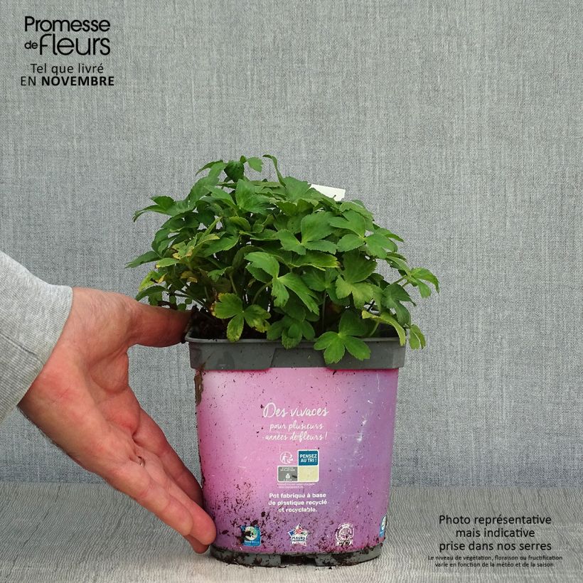 Ejemplar de Sanícula hembra Roma - Astrantia major Maceta 2L/3L entregado en otoño