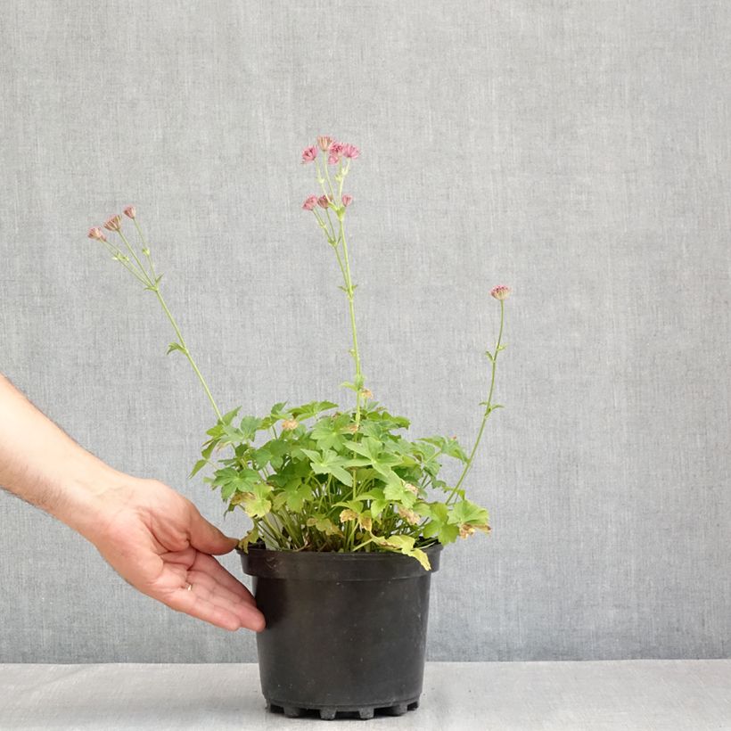 Ejemplar de Sanícula hembra Roma - Astrantia major Maceta 2L/3L entregado en verano