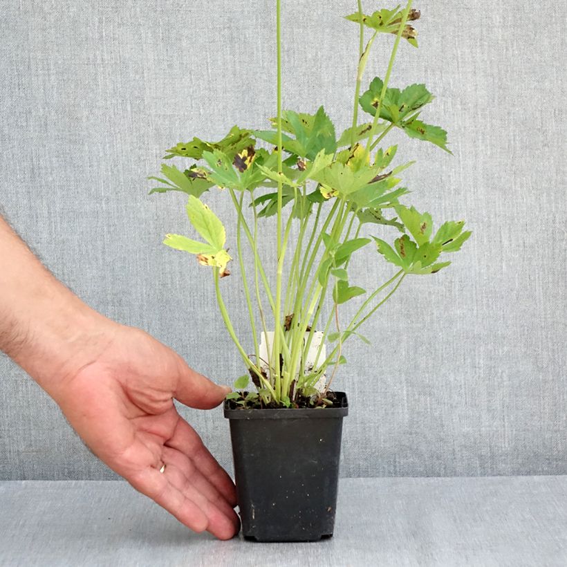 Ejemplar de Sanícula hembra Rosensinfonie - Astrantia major Maceta de 8/9 cm entregado en verano