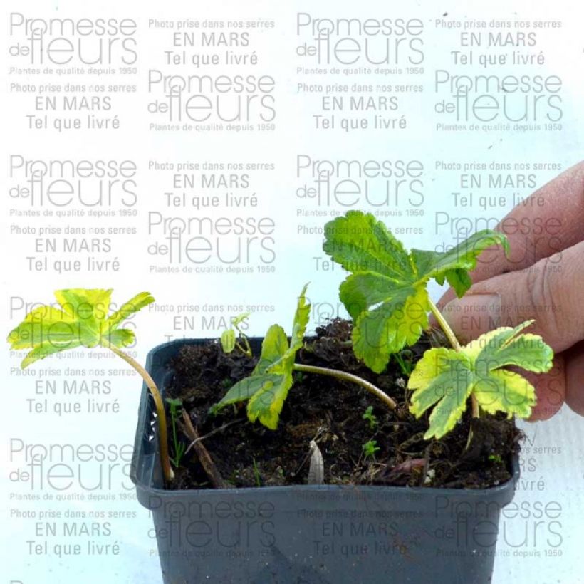 Ejemplo de ejemplar de Sanícula hembra Sunningdale Variegated - Astrantia major Maceta de 8/9 cm tal y como se entrega