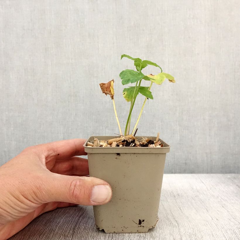 Ejemplar de Astrantia maxima - Sanícula Maceta de 8/9 cm entregado en otoño