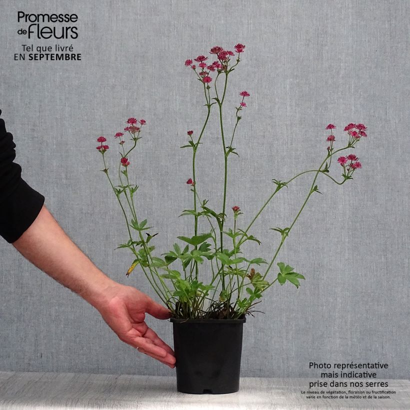 Ejemplar de Sanícula hembra Venice - Astrantia major Maceta 1,5L/2L entregado en verano