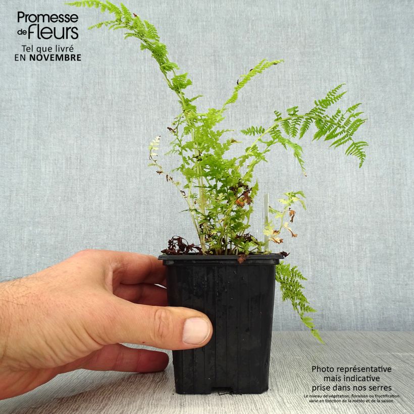 Ejemplar de Athyrium filix-femina - Helecho hembra Maceta de 8/9 cm entregado en otoño