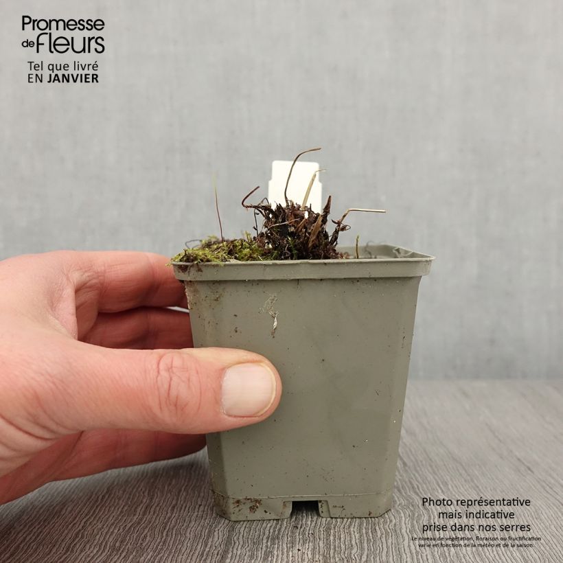 Athyrium filix-femina Frizelliae - Helecho hembra Maceta de 8/9 cm Ejemplar entregado en invierno