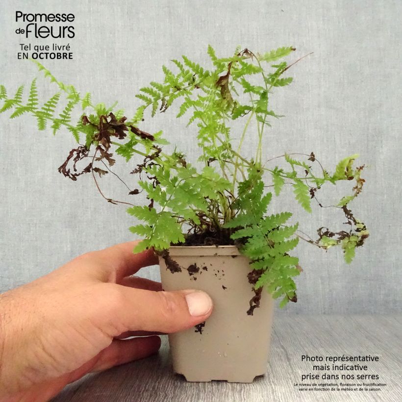 Ejemplar de Athyrium filix-femina Rotstiel - Helecho hembra Maceta de 8/9 cm entregado en otoño