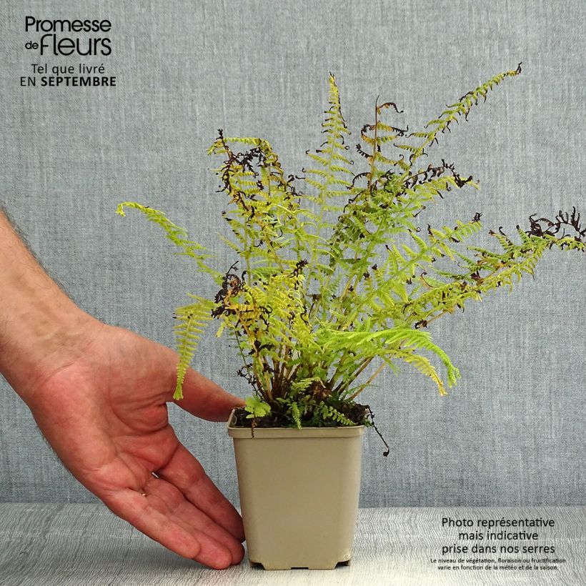 Ejemplar de Athyrium filix-femina Victoriae - Helecho hembra Maceta de 8/9 cm entregado en verano