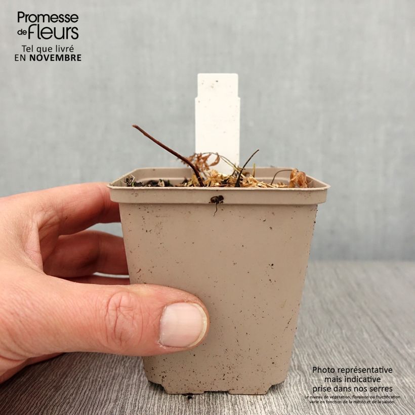 Ejemplar de Athyrium niponicum Crested Surf - Helecho pintado japonés Maceta de 8/9 cm entregado en otoño