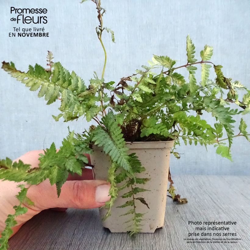 Ejemplar de Athyrium niponicum Pewter Lace - Helecho pintado japonés Maceta de 8/9 cm entregado en otoño