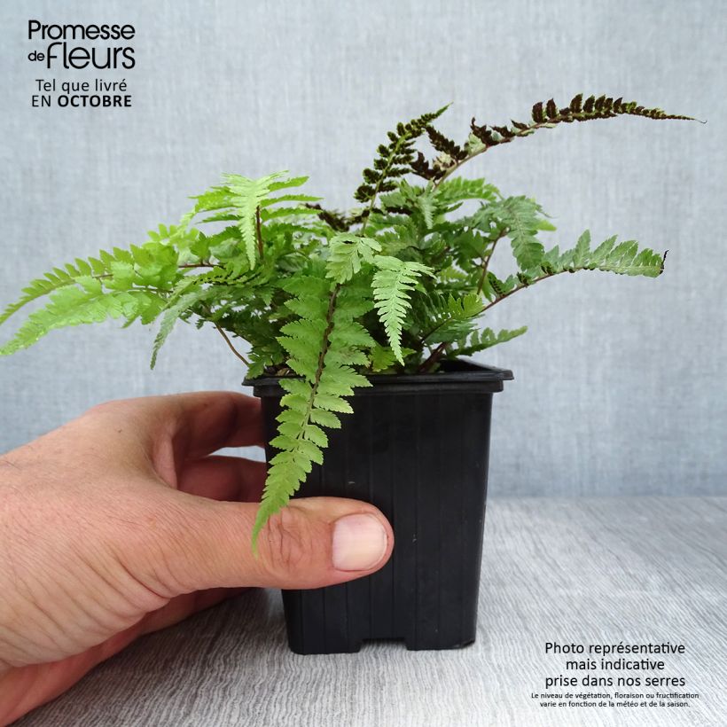 Ejemplar de Athyrium niponicum var. pictum - Helecho pintado japonés Maceta de 8/9 cm entregado en otoño