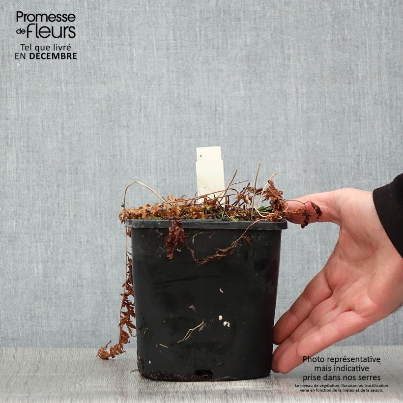 Ejemplar de Athyrium niponicum var. pictum - Helecho pintado japonés Maceta 2L/3L entregado en otoño