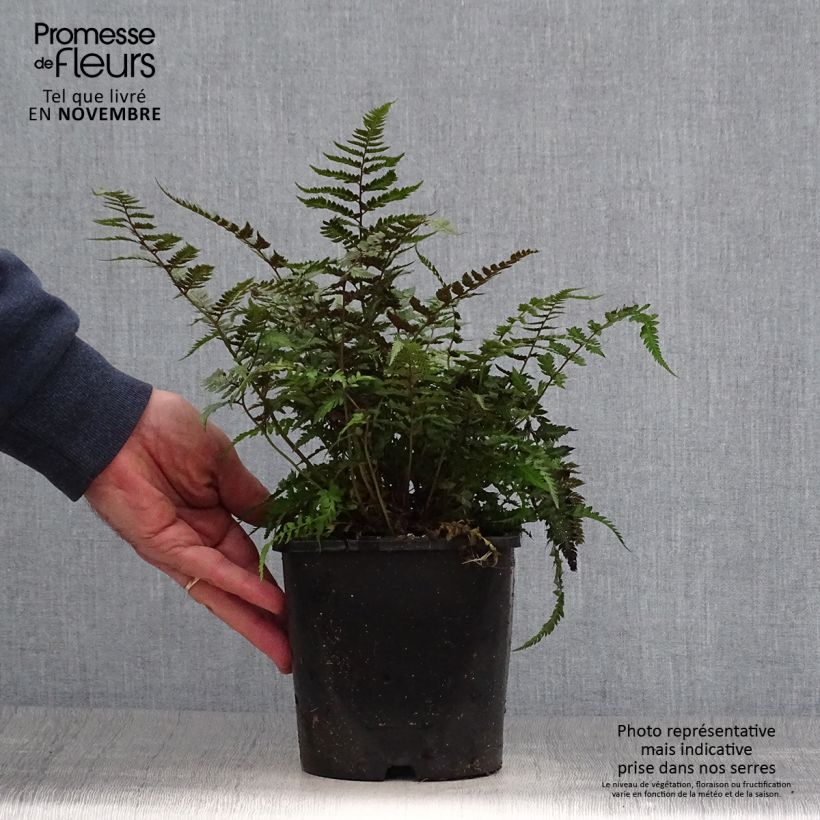 Ejemplar de Athyrium niponicum var. pictum Metallicum - Helecho pintado japonés Maceta 2L/3L entregado en otoño