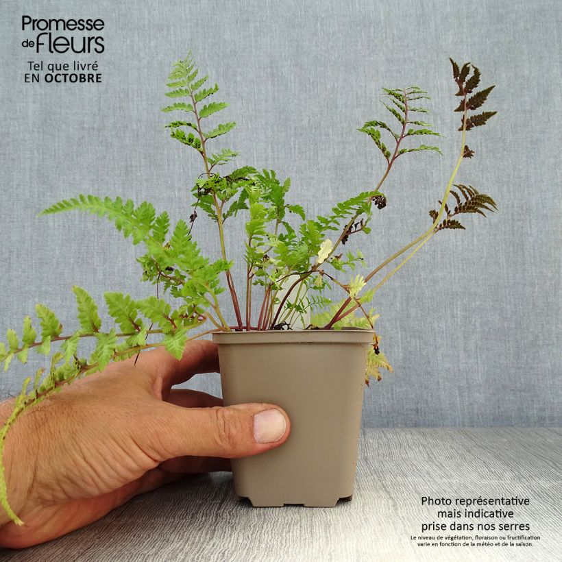 Ejemplar de Athyrium niponicum var. pictum Red Beauty - Helecho pintado japonés Maceta de 8/9 cm entregado en otoño