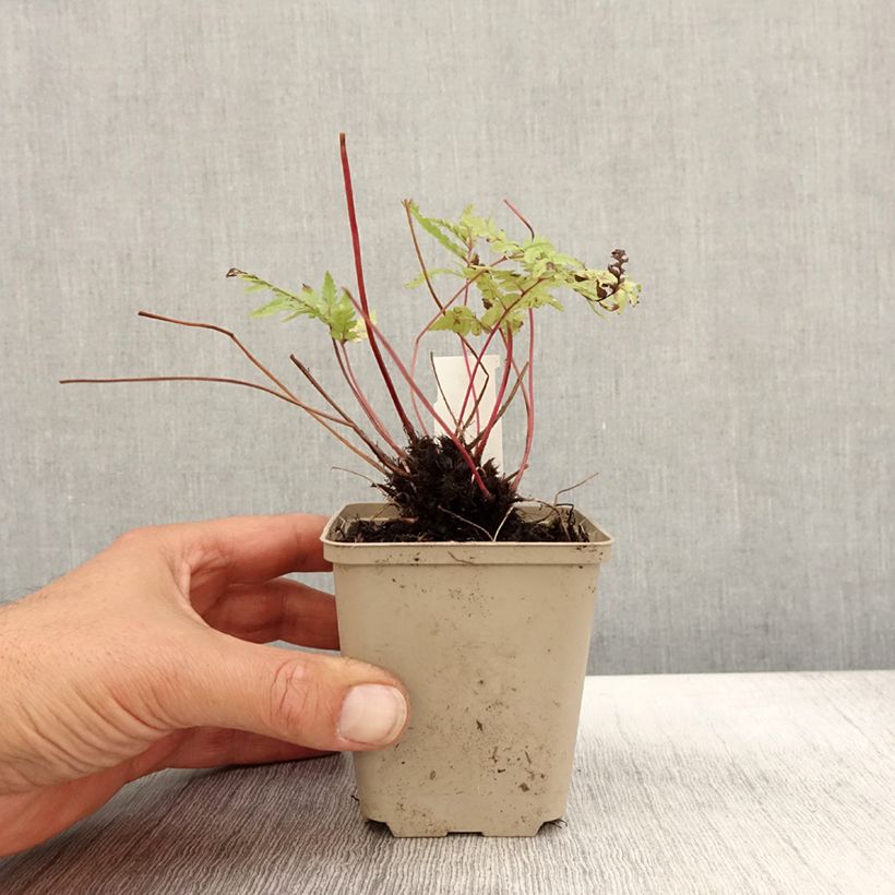 Ejemplar de Athyrium otophorum var. okanum - Helecho Maceta de 8/9 cm entregado en otoño