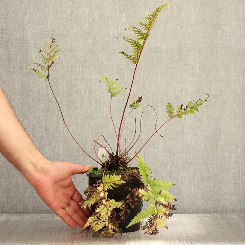 Ejemplar de Athyrium otophorum var. okanum - Helecho Maceta 2L/3L entregado en otoño