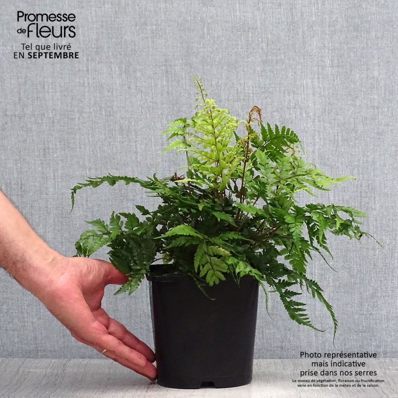 Ejemplar de Athyrium otophorum var. okanum - Helecho Maceta 2L/3L entregado en verano