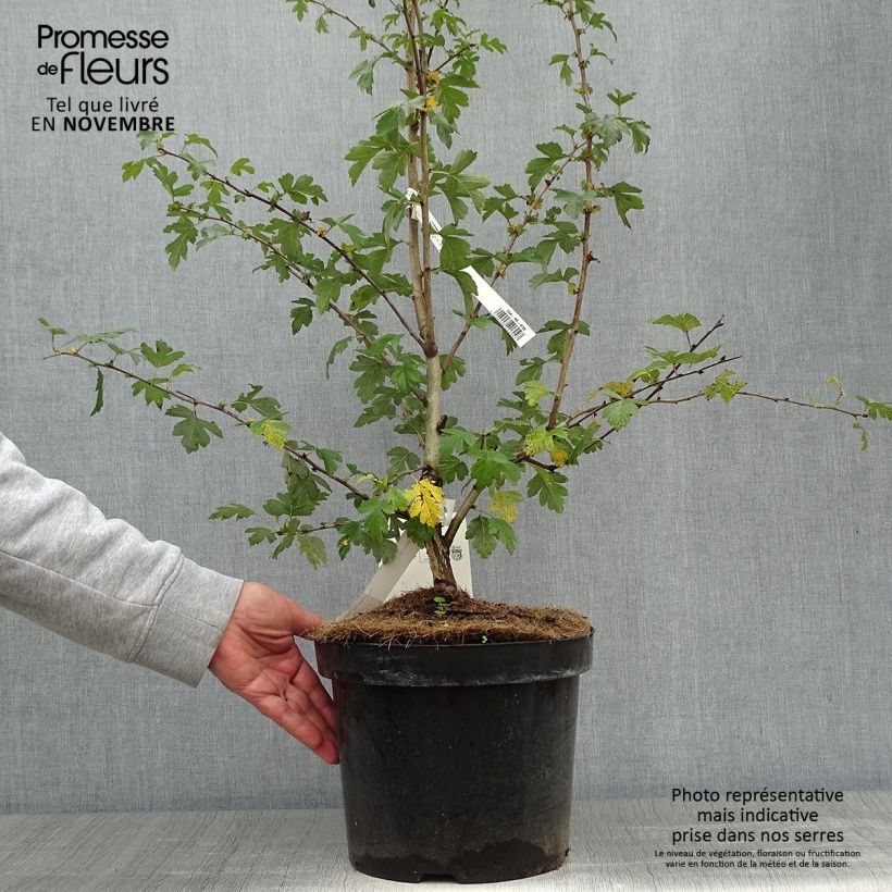 Ejemplar de Espino blanco - Crataegus laevigata Paul's Scarlet Maceta 7,5L/10L entregado en otoño