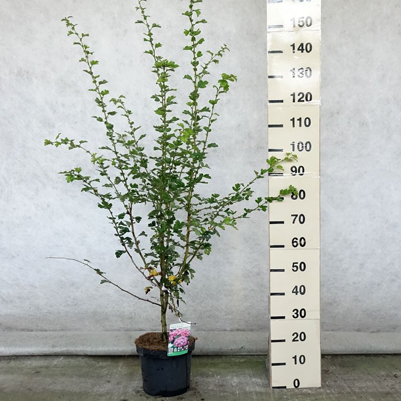 Ejemplar de Espino blanco - Crataegus laevigata Paul's Scarlet Maceta 7,5L/10LAltura de entrega aprox. 90/120cm entregado en verano