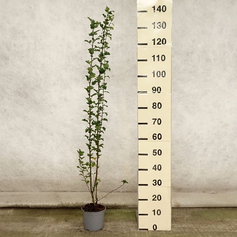 Ejemplar de Espino albar - Crataegus monogyna Maceta 2L/3L entregado en verano