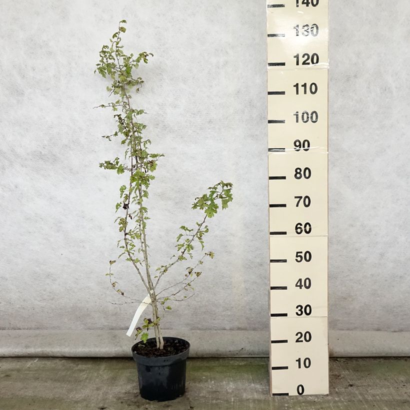 Ejemplar de Espino albar - Crataegus monogyna Maceta 4L/5L entregado en verano
