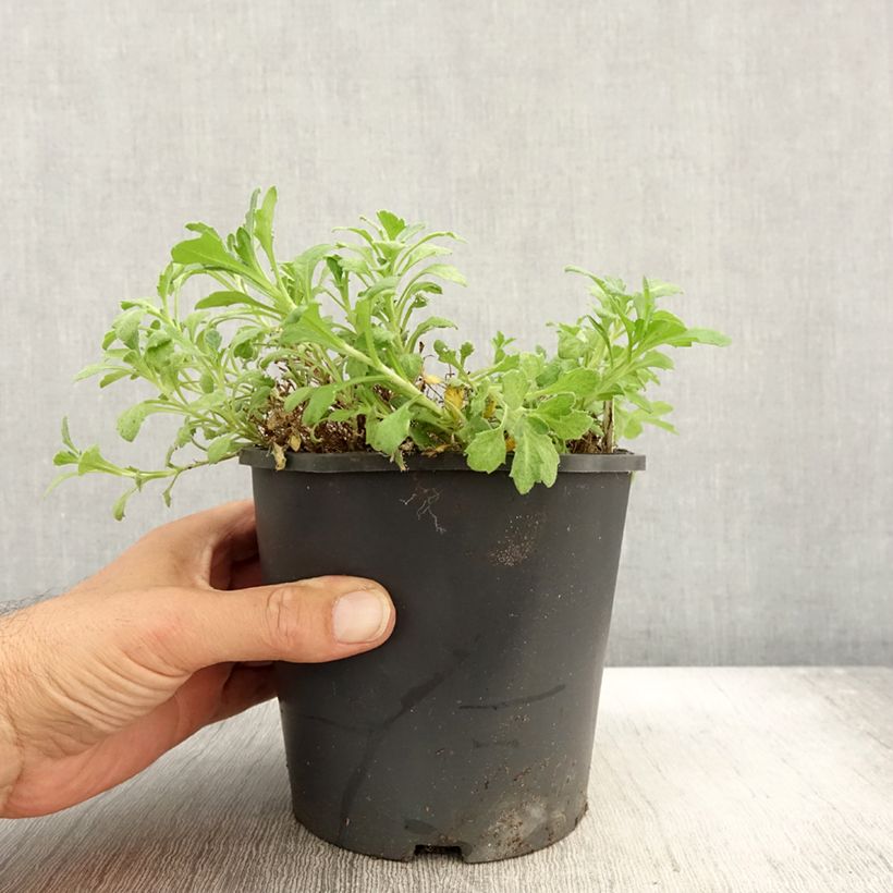 Ejemplar de Aubrieta Cascade Blue Maceta 2L/3L entregado en otoño