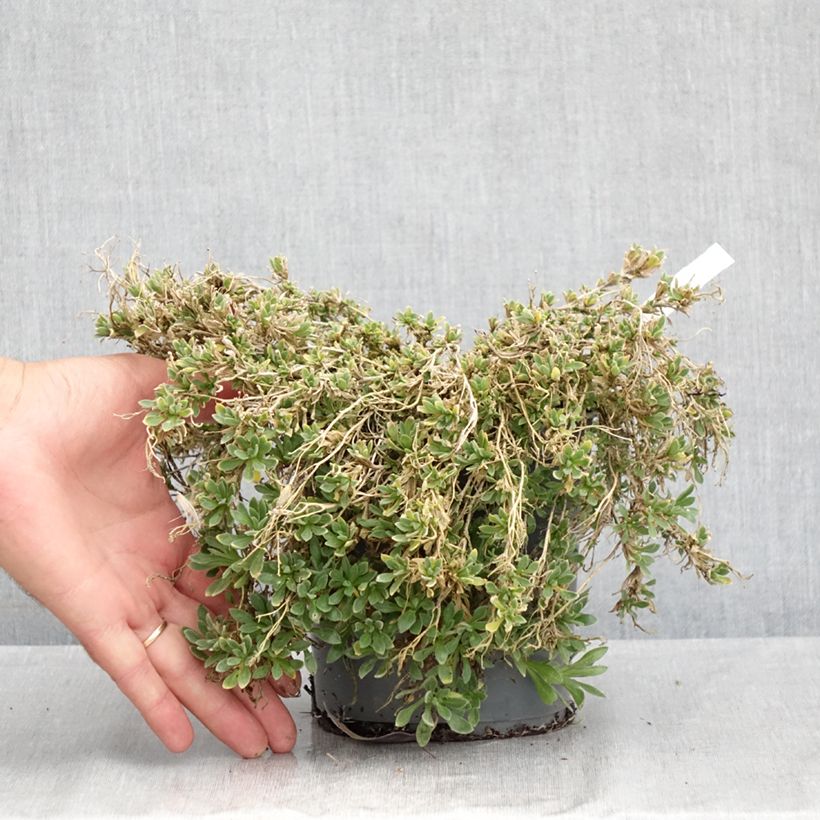 Ejemplar de Aubrieta Rose-Red Maceta 2L/3L entregado en verano