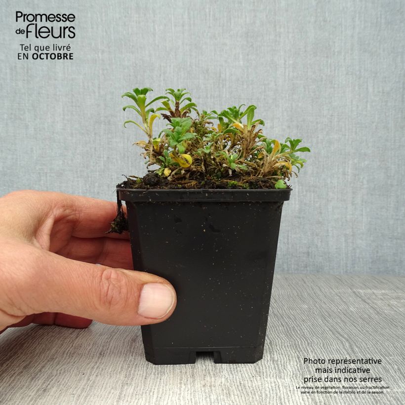 Ejemplar de Aubrieta Red Carpet Maceta de 8/9 cm entregado en otoño