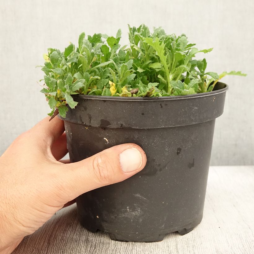 Ejemplar de Aubrieta Cascade Red Maceta 2L/3L entregado en verano