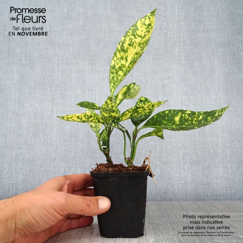 Ejemplar de Aucuba japonica Crotonifolia Maceta de 8/9 cm entregado en otoño