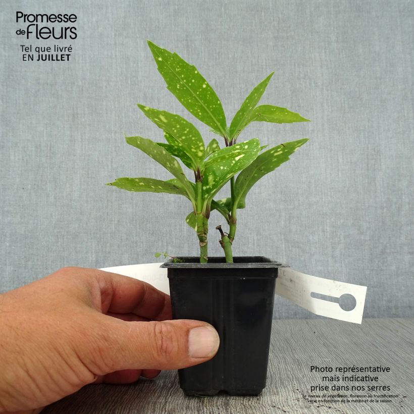 Ejemplar de Aucuba japonica Crotonifolia Maceta de 8/9 cm entregado en verano