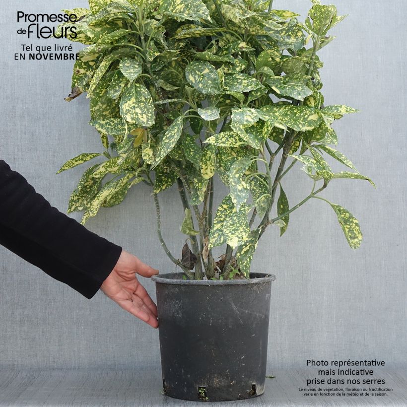 Ejemplar de Aucuba japonica Crotonifolia Maceta 7,5L/10L entregado en otoño