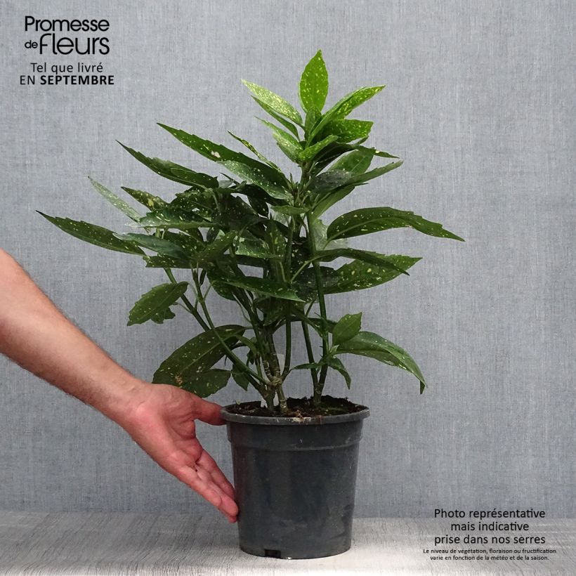 Ejemplar de Aucuba japonica Maceta 3L/4L entregado en otoño