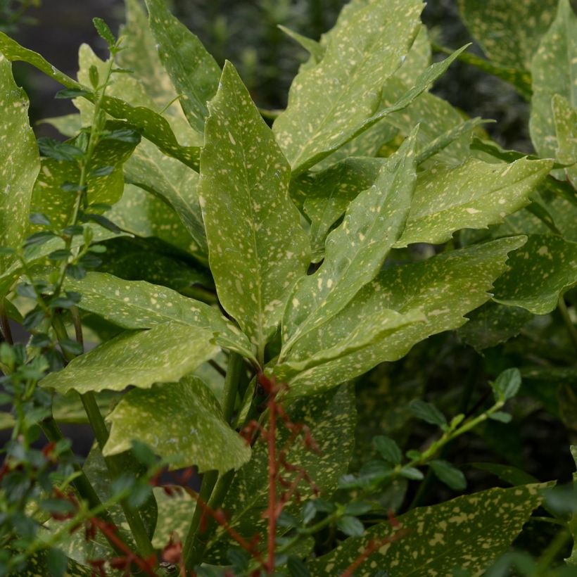 Aucuba japonica Variegata (Follaje)